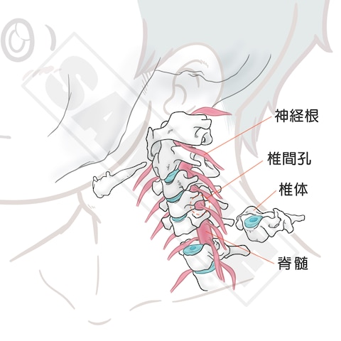 頚椎の構造説明図
