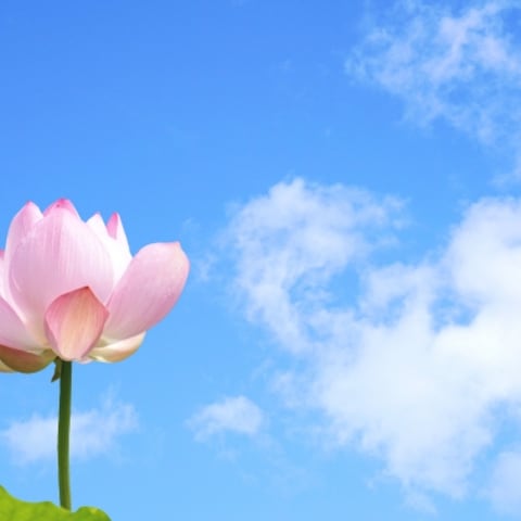 蓮の花は泥に咲く花です。仏教のシンボルである由縁です。