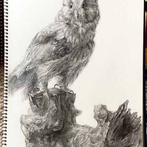 ミミズク 鉛筆画