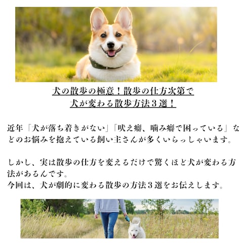 犬関連の記事作成いたします！お悩み、知識、疾患などの犬記事