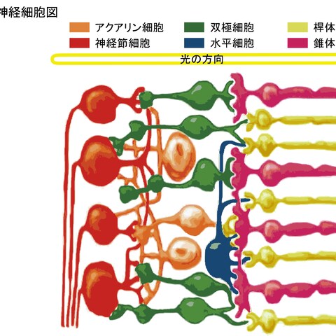 教科書的な模式図のイラスト作成１