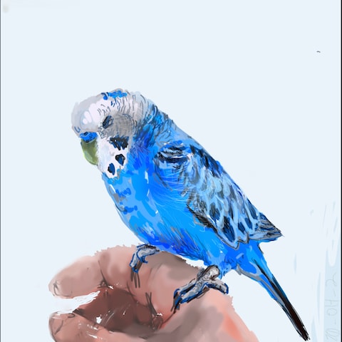 セキセイインコの似顔絵