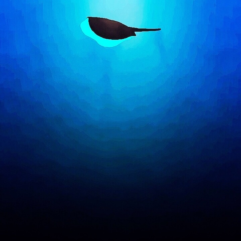泳ぐエイ