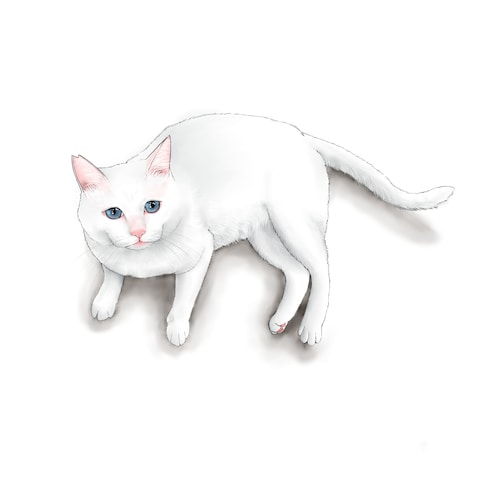 ココナラサンプル白猫