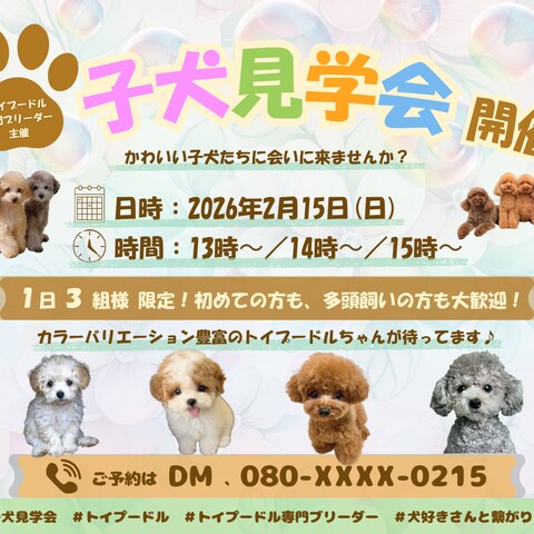 トイプードル見学会バナー
