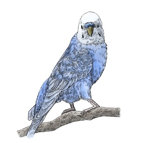 セキセイインコ 背景白