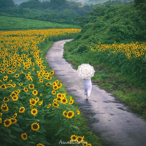 雨上がりのひまわり畑