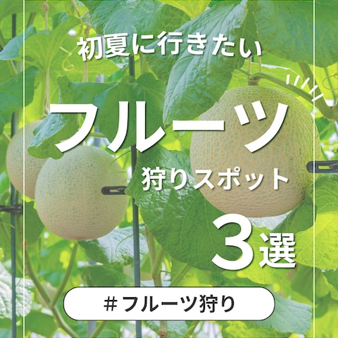 夏に行きたいフルーツ狩り3選