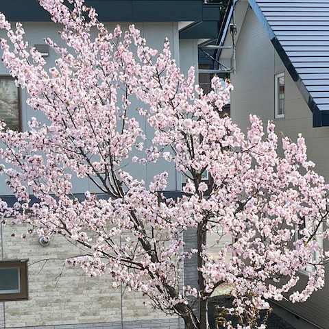 今年も裏庭の桜が綺麗に咲きました。
