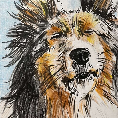 犬