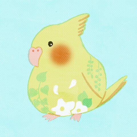 インスタ掲載 オカメインコ