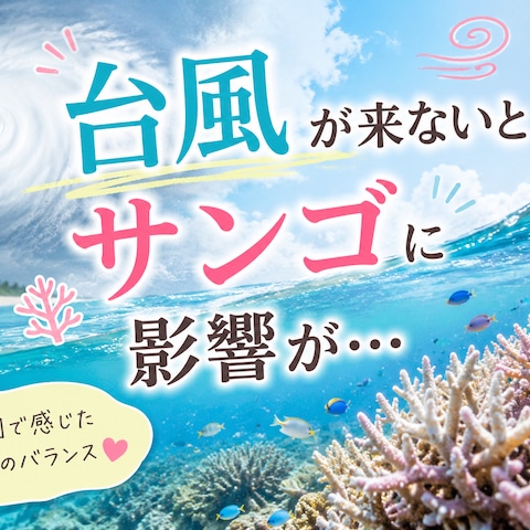 ♡台風が来ないとサンゴに影響が…♡