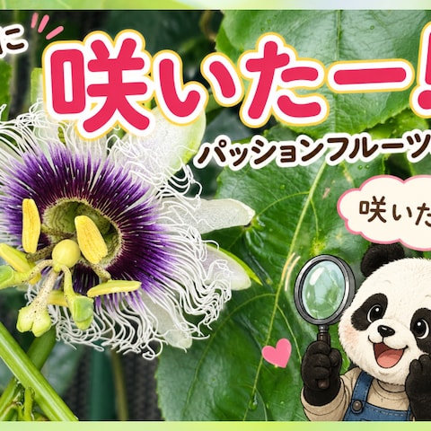 ♡続・続・パッションフルーツ♡