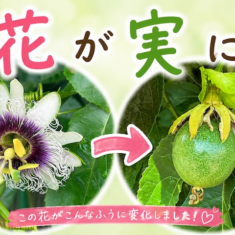♡続々々・パッションフルーツ♡