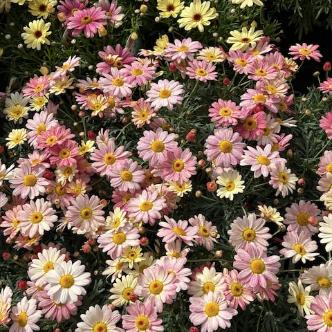 この花たちのように