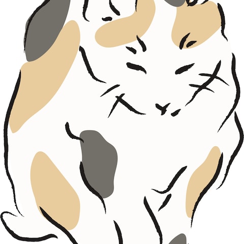 三毛猫