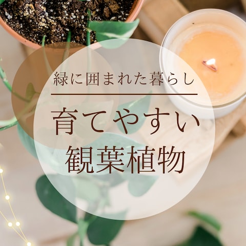 趣味系投稿のフィード画像