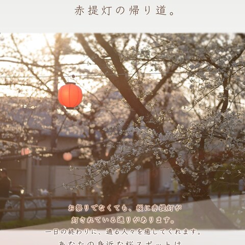 桜をテーマにしたInstagramフィード投稿です。