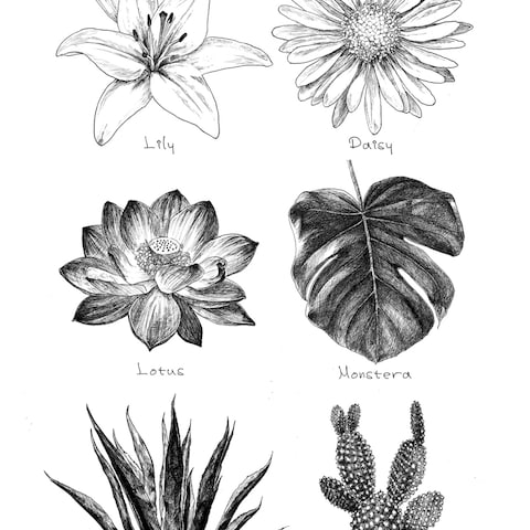 BOTANICAL GARDEN
