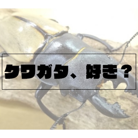 クワガタ専門店｜入荷案内SNSデザイン