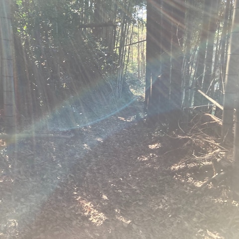 千葉県匝瑳市の竹林で撮影した光の流れ