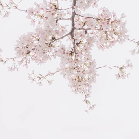 満開に咲く春の桜　自然の植物