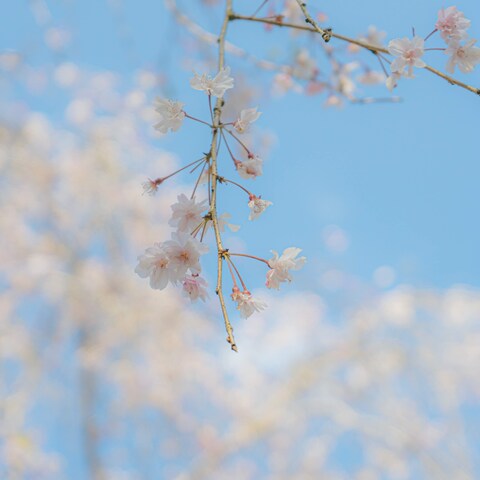満開に咲く春の桜　自然の植物