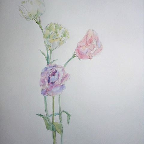 花の水彩画、トルコ桔梗