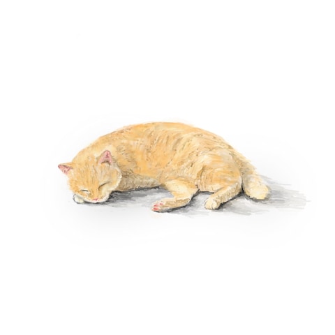 sleepy cat