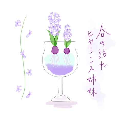 【季節の花のイラスト】ヒヤシンス