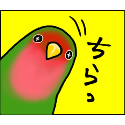 コザクラインコさん