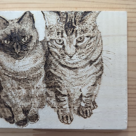 猫ちゃんたち