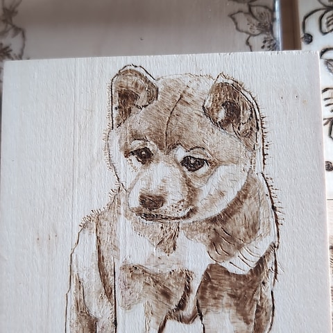 柴子犬
