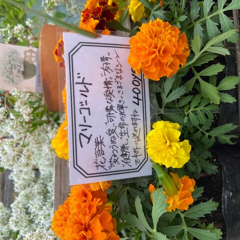 苗のプライス表