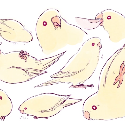 サザナミインコ