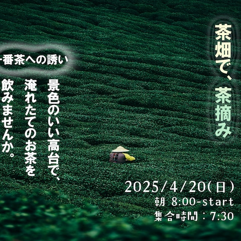 茶畑で茶摘み