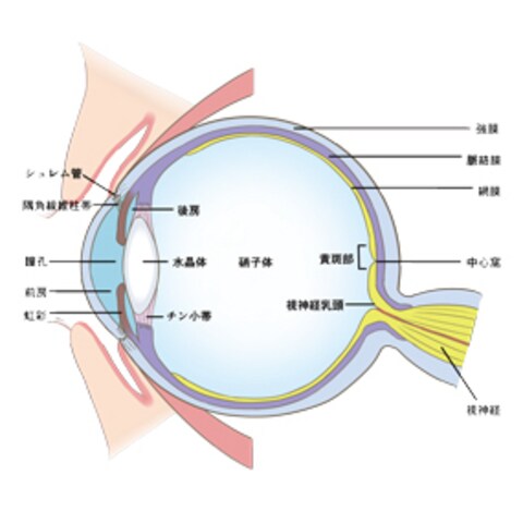 眼球の解剖