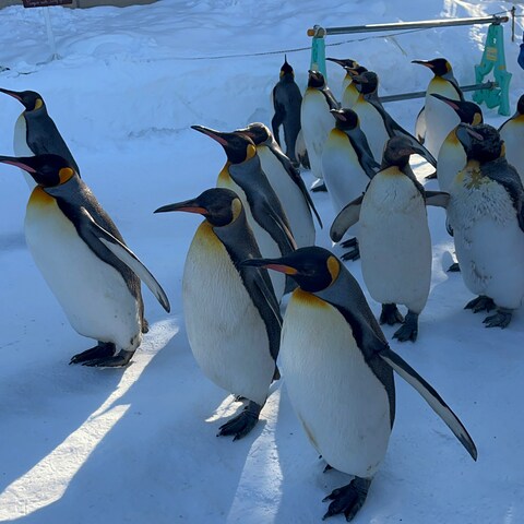 旭山動物園　ペンギンのお散歩