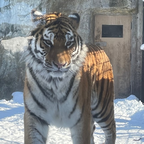 旭山動物園　タイガー