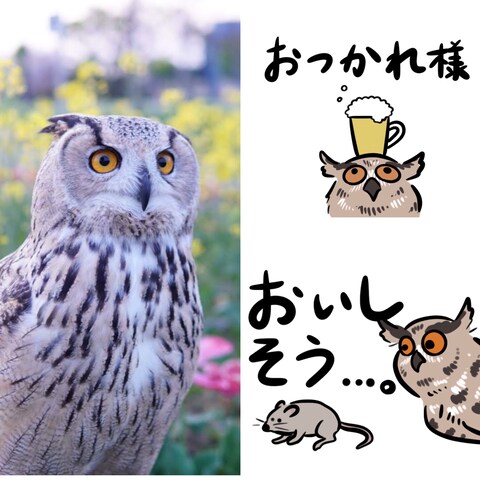 シベリアシロミミズクちゃんのスタンプ作成