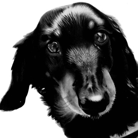 愛犬のお写真から鉛筆画へ