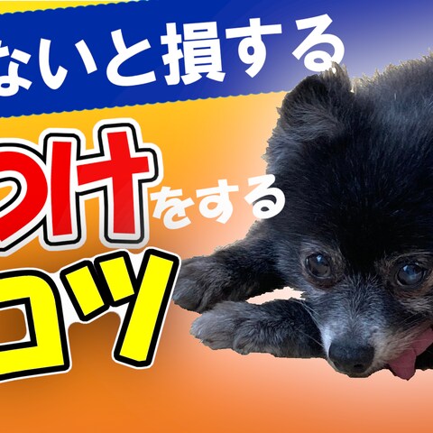 ペット動画のサムネイル