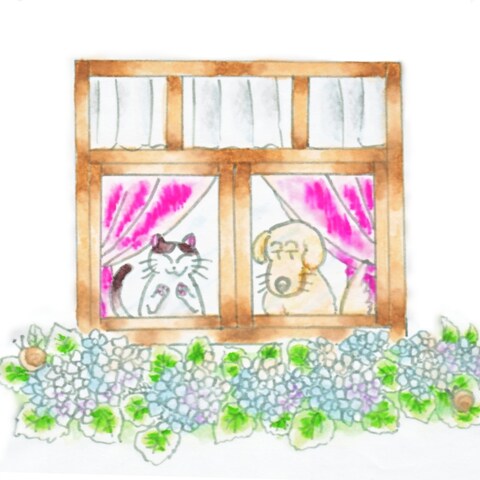 紫陽花鑑賞
