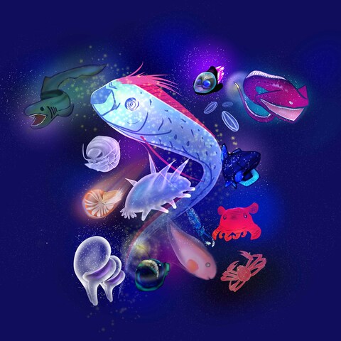 深海魚×宇宙