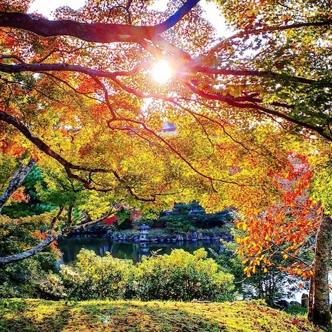 京都夕暮れの紅葉