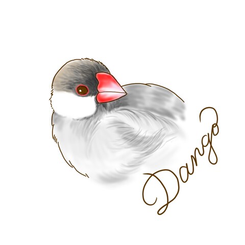 シルバー文鳥さん