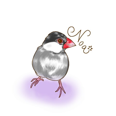 桜文鳥さん