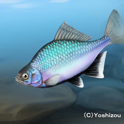 魚イラスト（シロヒレタビラ）