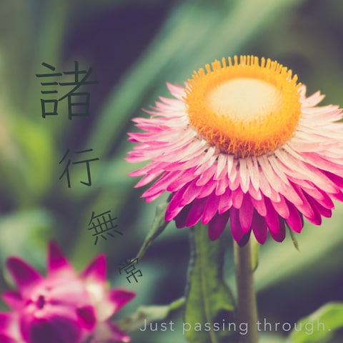 庭の花