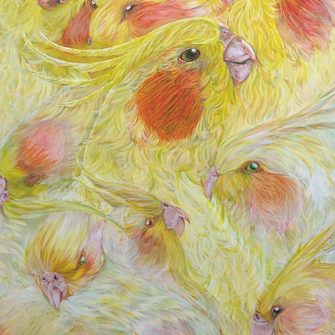 阿亀鸚哥(オカメインコ)